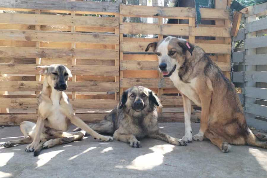 so wundervolle hunde