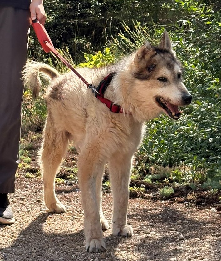 Wolfi 2